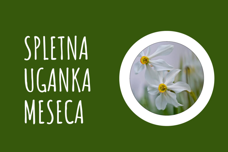 Spletna uganka meseca marca